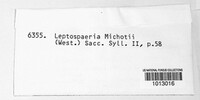 Leptosphaeria michotii image